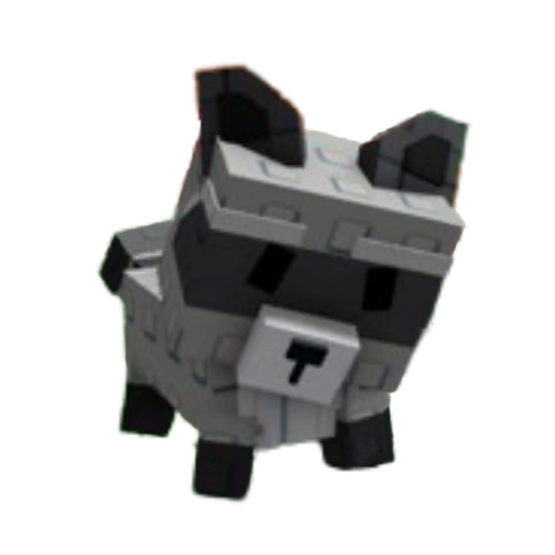 Racoon